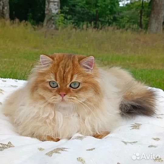 Золотая шиншилла кошечка