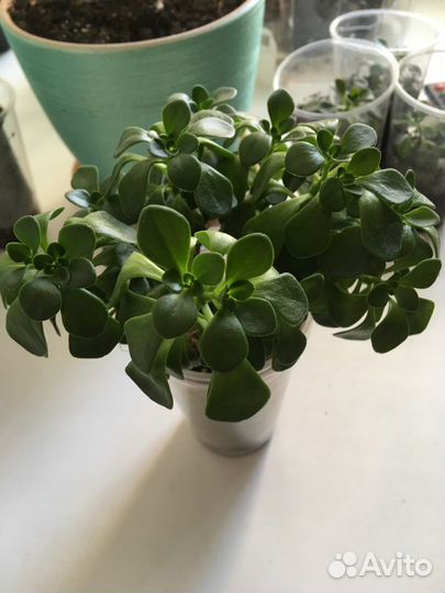 Дерево любви 