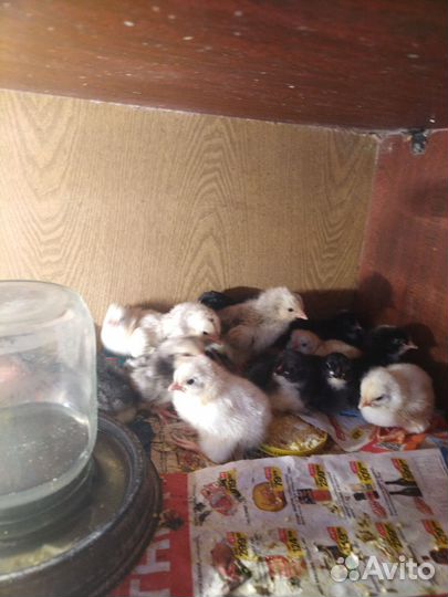 Цыплята разные