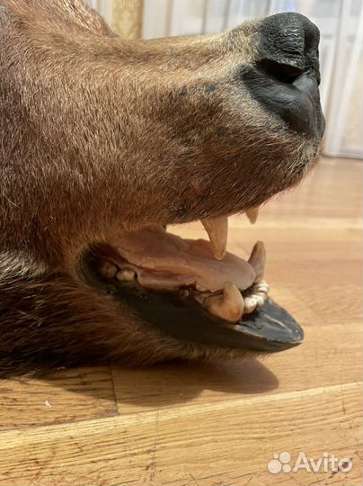 Шкура медведя имитация