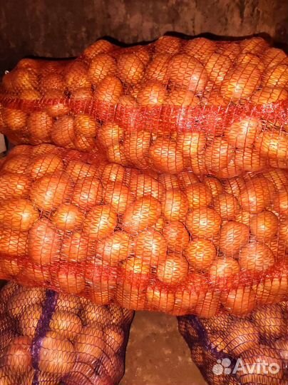 Картофель