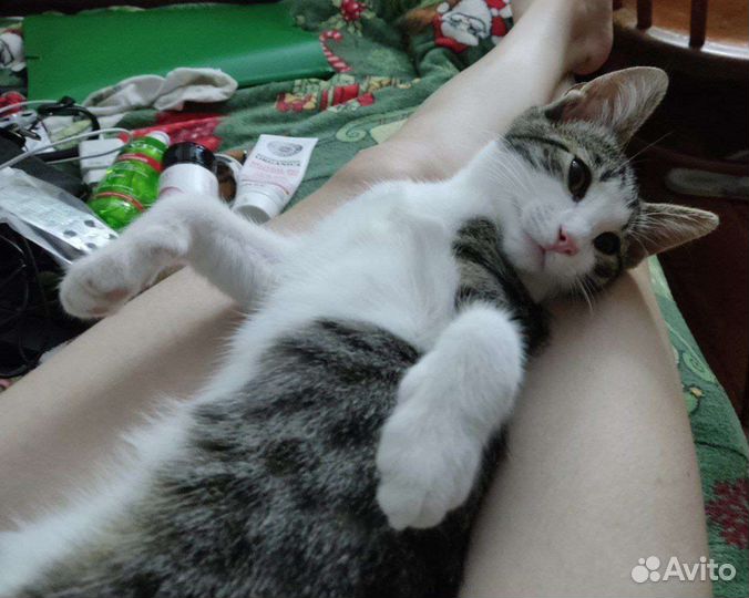 Кошка в дар бесплатно