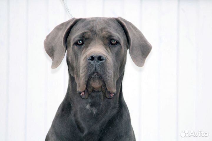 Кане Корсо щенки