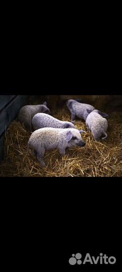 Венгерская мангалица