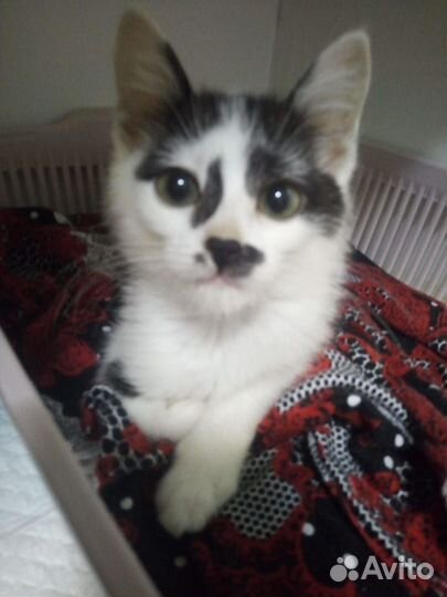 Котенок