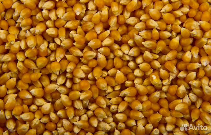 Рожь озимая, Кормовая пшеница на корм