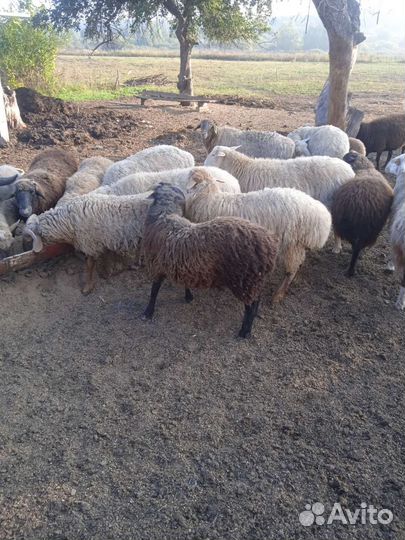 Овцы бараны ягнята