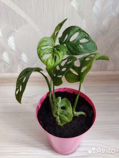 Монстера адансона