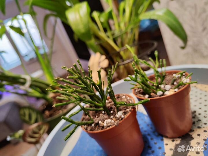 Хатиора,рипсалис