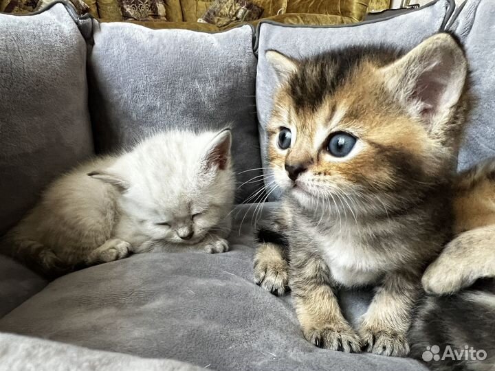 Шотландские котята