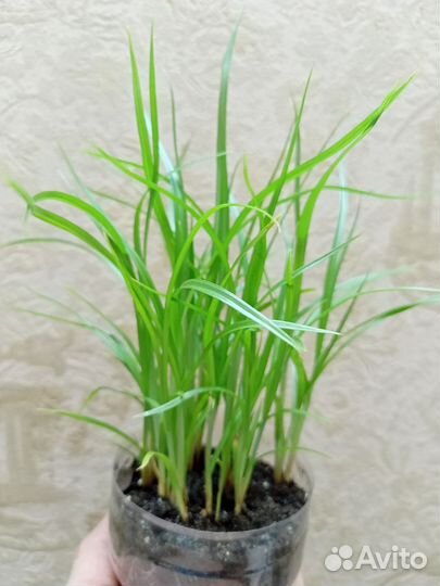 Орешки чуфа