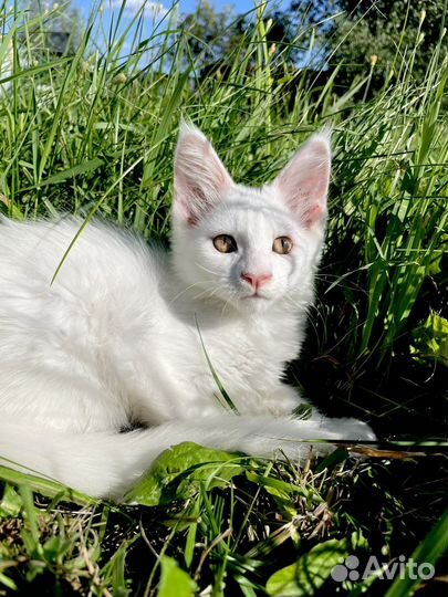 Котята мейн-кун белый