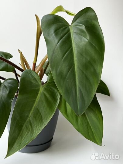 Филодендрон краснеющий (Philodendron erubescens)