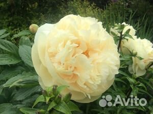 Пион Double Friend