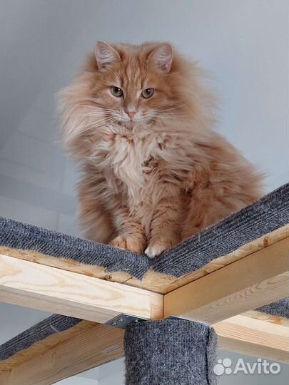 Кот Фёдор