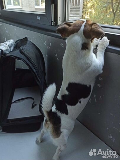 Переноска для собак на колесах в самолёт