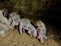 работа в пятигорске от прямых работодателей. прямая линия губернатора ставропольского в телеграмме. найти работу в пятигорске. вакансии ставрополь. работа в ставропольском крае от прямых.