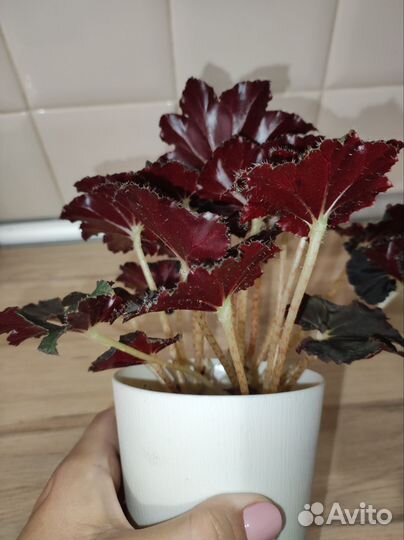 Пеперомия перескиелистная бегония чёрная мамба