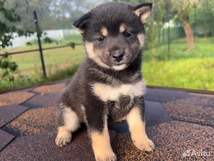 Щенки сиба ину (шиба)