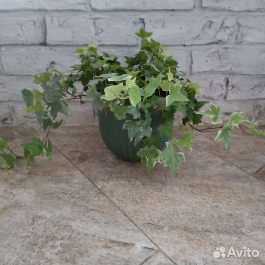 Плющ хедера