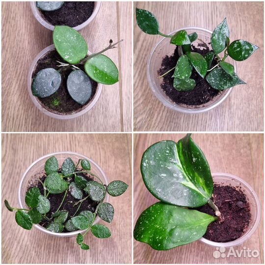 Хойи сортовые