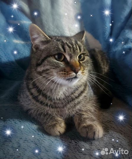 Котенок Кис