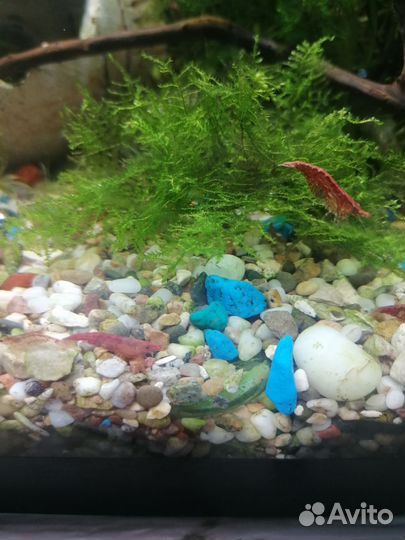 Яванский мох