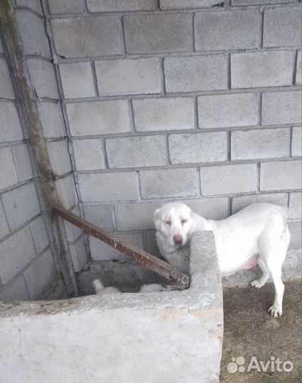 Алабай белый щенок