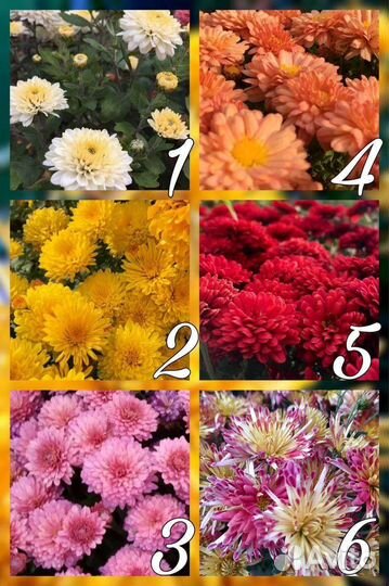 Хризантемы