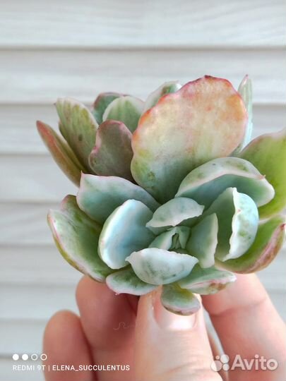 Суккуленты из Кореи