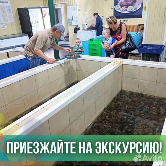 Спизула живые моллюски морепродукты