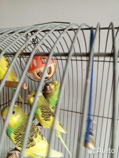 Волнистый попугай