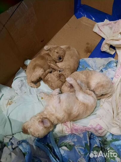 Вязка пудель кобель