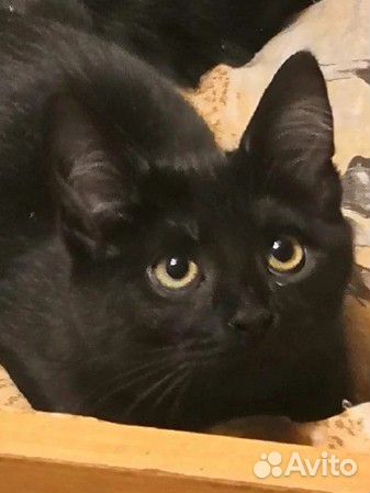 Котик Коржик 10 мес