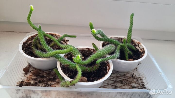 Растения и суккуленты, кактусы