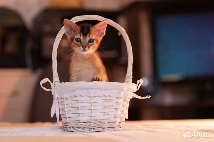 Абиссинские котята