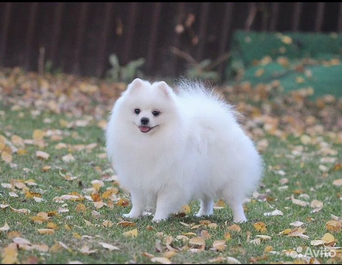 Щенки шпица