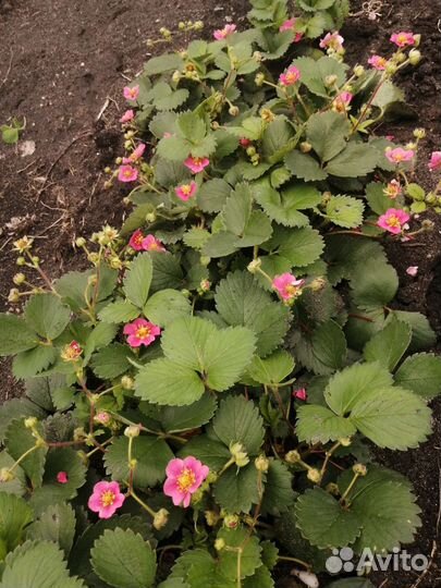 Клубника розовоцветная