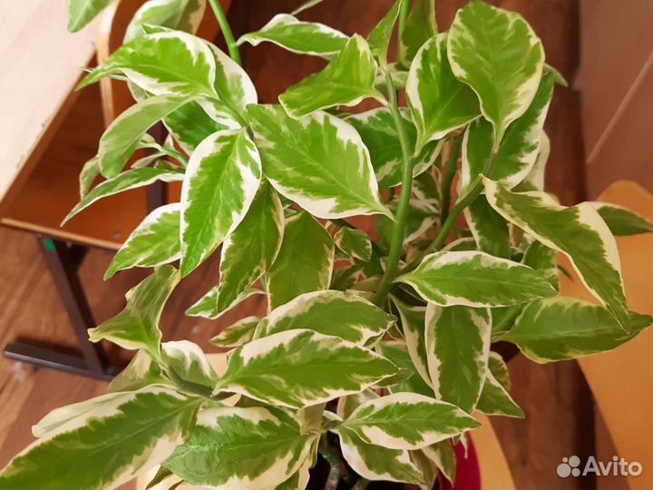 Цветок комнатный