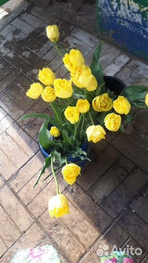 Луковицы тюльпанов