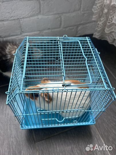 Клетка для попугая. Клетка- переноска