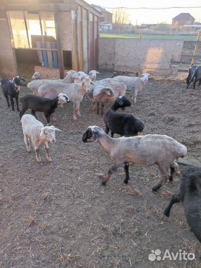 Овцы, бараны