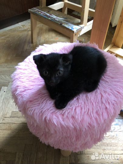 Умные котята в добрые руки