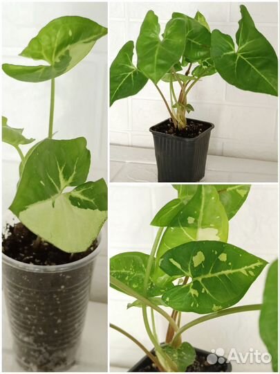 Сингониумы сортовые