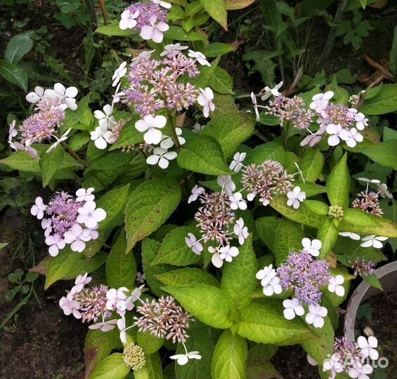 Гортензия крупнолистная и древовидные сорта