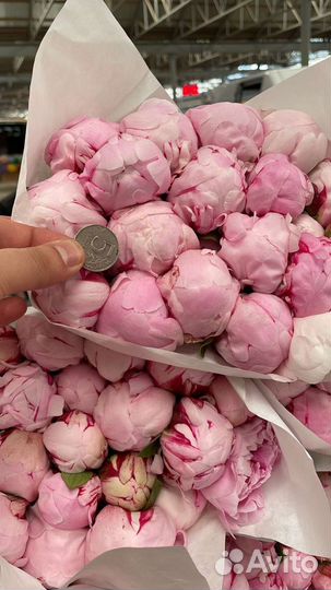 Пионы Юга крупным оптом из Краснодара