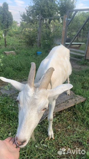 Коза дойная молочная