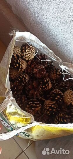 Шишки сосновые