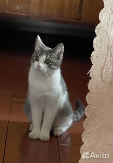 Кошка в дар