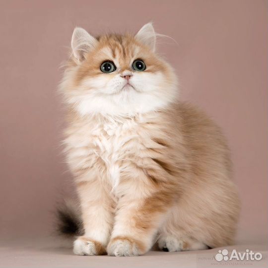 Британские длинношёрстные шиншиллы